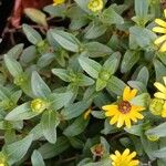 Sanvitalia procumbens Yaprak