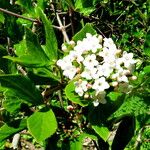 Viburnum carlesii Kukka