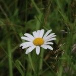 Leucanthemum ircutianumBlüte