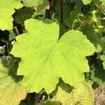 Rubus alceifolius Leaf