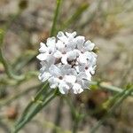 Junellia spathulata Λουλούδι