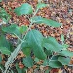 Salvia discolor Feuille