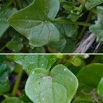 Cochlearia danica Fuelha