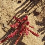 Rumex bucephalophorus Flower