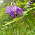 Aquilegia vulgarisᱵᱟᱦᱟ