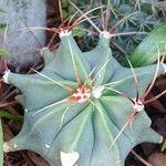 Ferocactus emoryi Hábito