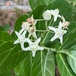 Calotropis gigantea Flor