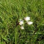 Eriophorum latifolium 花