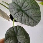 Alocasia baginda Лист