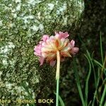 Armeria malinvaudii Habit