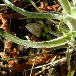 Tragopogon hybridus Otro