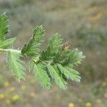 Erodium moschatum Blad