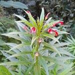 Lobelia persicifolia Fleur