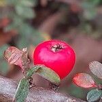 Cotoneaster microphyllus Frucht