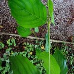 Cornus officinalis Hoja