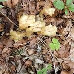 Monotropa hypopitys Folha