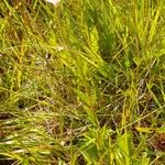 Epilobium palustre Habitatea