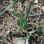 Helictochloa bromoides Feuille