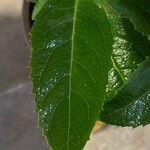 Platycodon grandiflorus Leaf