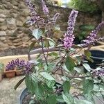 Ocimum kilimandscharicum موطن