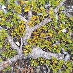 Salix serpillifolia Blad