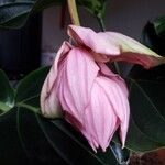 Medinilla magnifica Žiedas