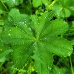 Alchemilla monticola Leaf