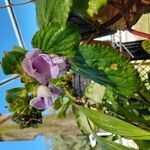 Gloxinia perennis Fleur