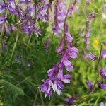 Vicia tenuifolia花