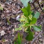 Daphne pontica Blomma