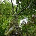 Nectandra membranacea Plante entière