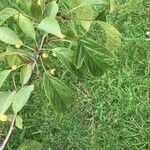 Malus toringo Leaf