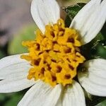 Bidens pilosaBlomma