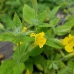 Mimulus guttatus Цветок