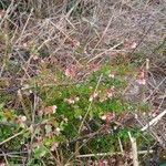 Vaccinium myrsinites Flower