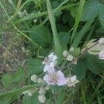 Rubus ulmifoliusFlor