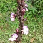 Macropsychanthus comosus Flower