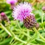 Cirsium arvense Blomst