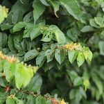 Grewia carpinifolia Flor