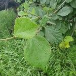 Cordia monoica Feuille