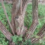 Lonicera maackii Écorce