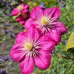 Clematis viticella Blüte