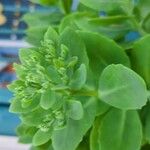 Hylotelephium spectabile Folha