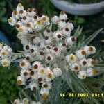 Anaphalis margaritacea Kwiat