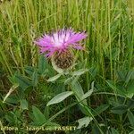 Centaurea jordaniana その他の提案