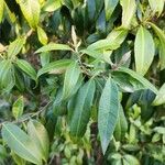 Backhousia citriodora Φύλλο