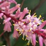 Cordyline fruticosaFlower