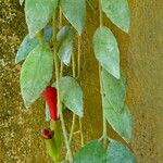 Aeschynanthus radicans 整株植物