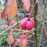 Euonymus europaeusPlod