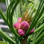 Pinus albicaulis Fruit